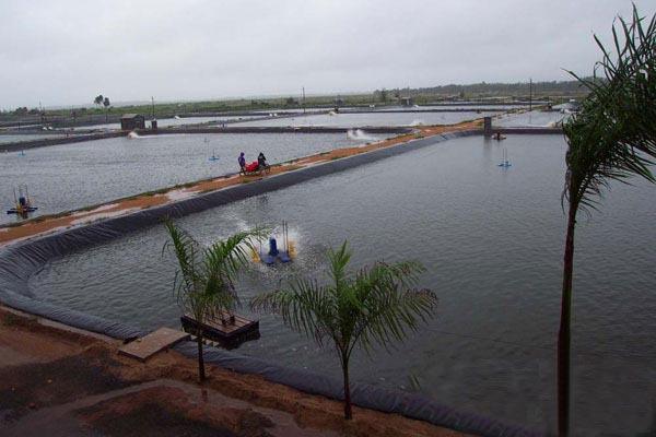 为什么一般推荐养殖专业户使用黑色的91视频直播APP膜？