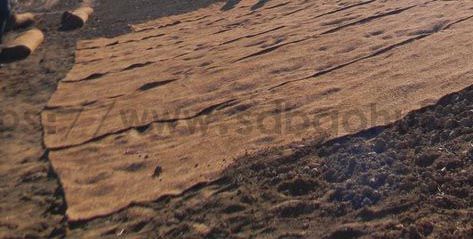 你知道城市绿化的草坪是如何一天内生长的吗？