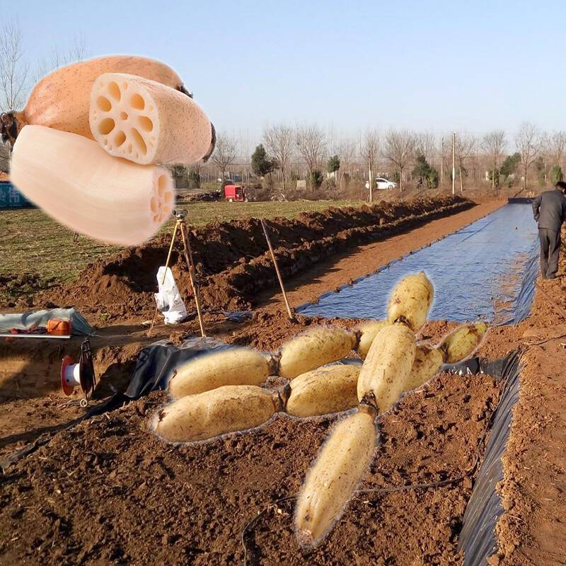 藕塘底部铺设91视频直播APP膜推广应用前景很好