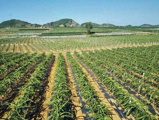 园艺地布对杂草数量、种类的影响